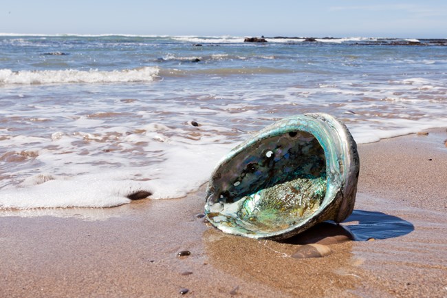 Ancient abalone caches accrued in nearby southern Plains village sites. A single abalone shell rests on the shoreline as waves roll in from the beach