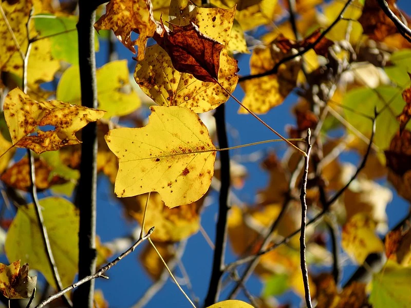 fall Tuliptree leaves yellow and brown Tuliptree leaves