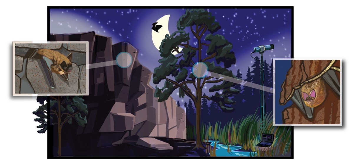 Illustration portraying a night scene in Acadia, including a rock outcrop (with bat emerging from its roost), a large tree (with roosting bat), a flying bat, and an acoustic recorder ready for recording.