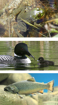 Three images, a partially submerged frog floating in water at the top, a loon feeding its young chick in the center, and a trout at the bottom.