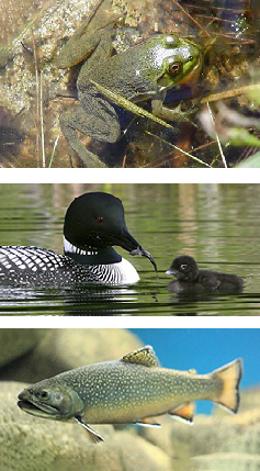 Wildlife impacted by water quality. Three images, a partially submerged frog floating in water at the top, a loon feeding its young chick in the center, and a trout at the bottom.
