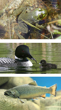 Three images, a partially submerged frog floating in water at the top, a loon feeding its young chick in the center, and a trout at the bottom.