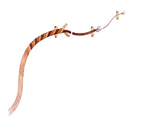 The elements that form rope Illustration of thin strands on right twisting clockwise, joining yarns to the middle twisting counterclockwise, and then joining rope on left spinning clockwise.
