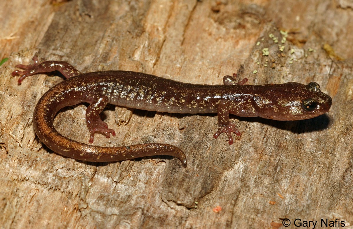 Small brownish gray salamander with gold stripe on top of tail.