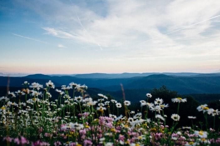 Appalachian Forest National Heritage Area Wildflowers in foreground with expansive mountain overlook and clear sky behind