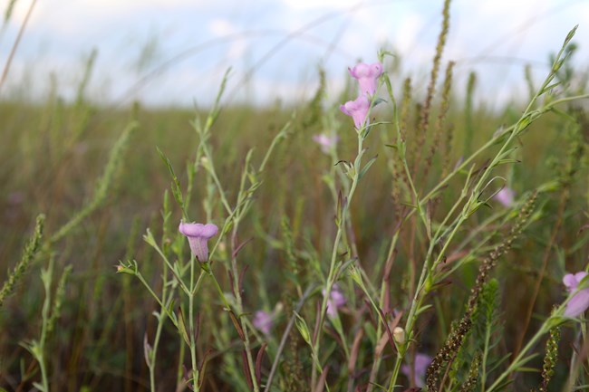 pink flowers in a grassland