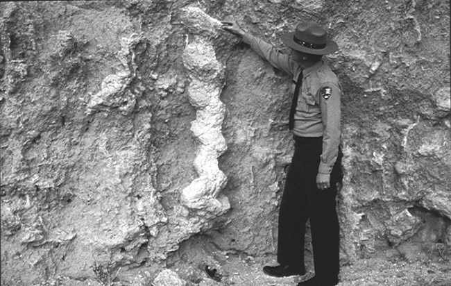 Ranger stands next to a Miocene burrow referred to as Daemonhelix