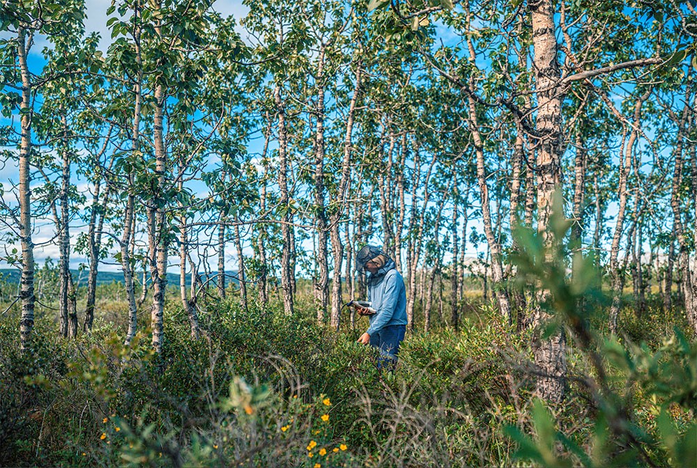 A researcher works in a balsam poplar grove.