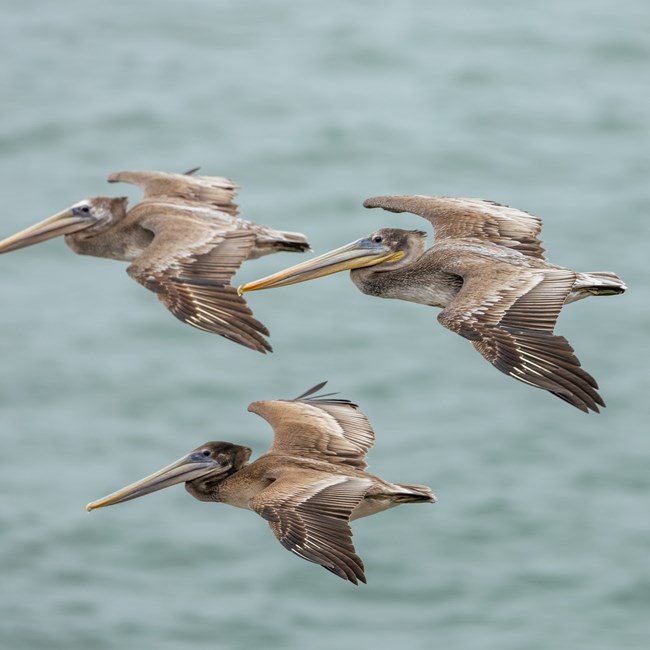 Close up of three brown pelicans flying over water