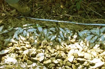 Dead alewives Stacks of dead alewife fish from a fish kill.