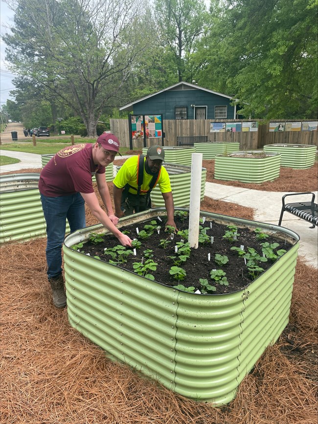Two men hunched over a green planter filled with small green plants.