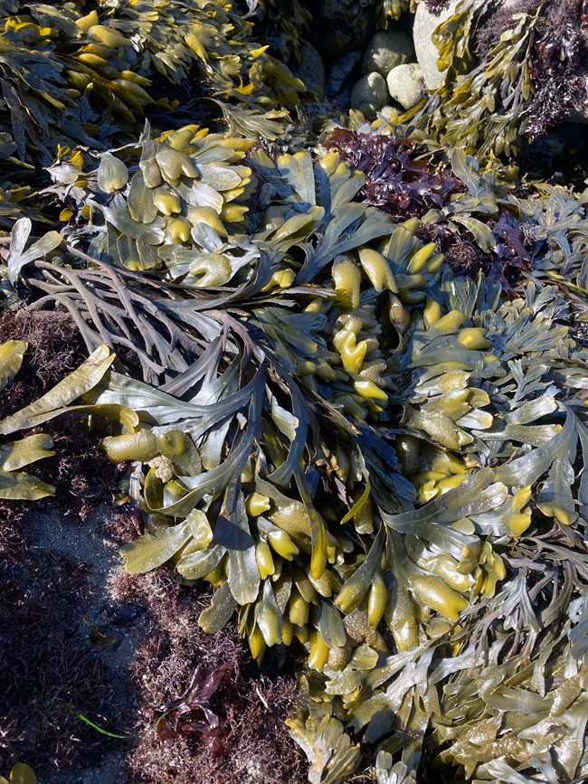 Leathery, green seaweed on intertidal rocks.