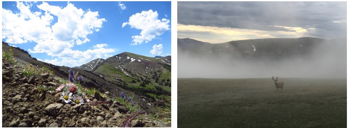 LEFT: A rocky mountain slope with colorful flowers in the foreground and mountain peaks in the background. RIGHT: A mule deer with antlers stands in a flat, foggy area; mountain peaks are in the background. LEFT: A rocky mountain slope with colorful flowers in the foreground and mountain peaks in the background. RIGHT: A mule deer with antlers stands in a flat, foggy area; mountain peaks are in the background.
