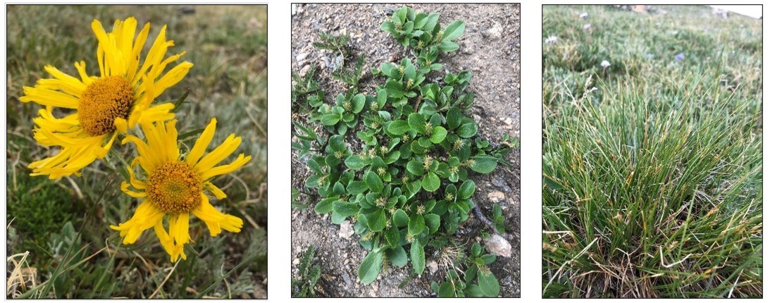 LEFT: A close-up photo of two bright yellow flowers (with yellow petals and darker yellow centers). CENTER: Photo of a low-growing plant viewed from above with green leaves and greenish-white blooms. RIGHT: Photo of a green, grass-like species. LEFT: A close-up photo of two bright yellow flowers (with yellow petals and darker yellow centers). CENTER: Photo of a low-growing plant viewed from above with green leaves and greenish-white blooms. RIGHT: Photo of a green, grass-like species.