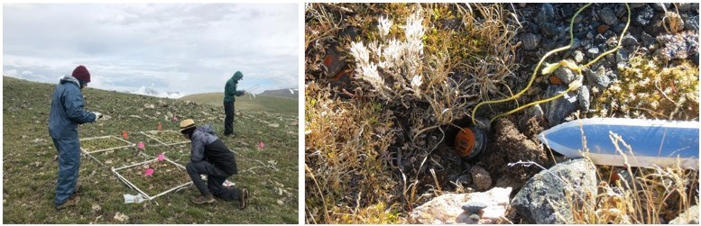LEFT: Three people are standing or kneeling in sampling plots to study the plants. RIGHT: A photo shows a small circular logger lying in a shallow hole in the ground. A knife or similar device points to the logger. LEFT: Three people are standing or kneeling in sampling plots to study the plants. RIGHT: A photo shows a small circular logger lying in a shallow hole in the ground. A knife or similar device points to the logger.