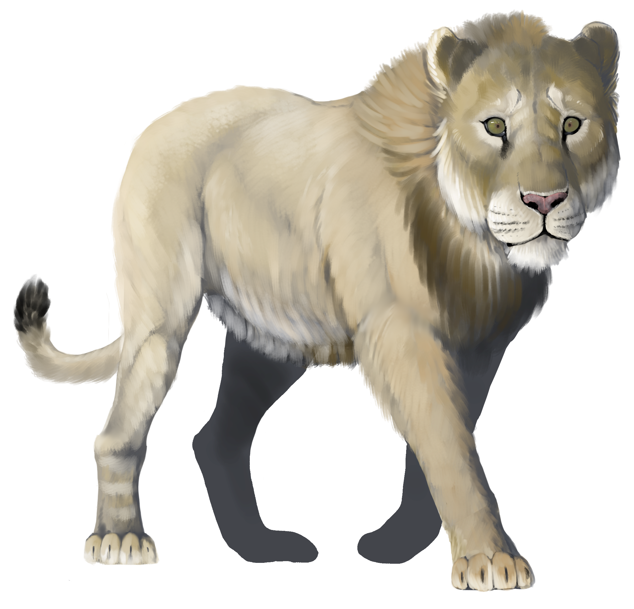 cave lion size comparison