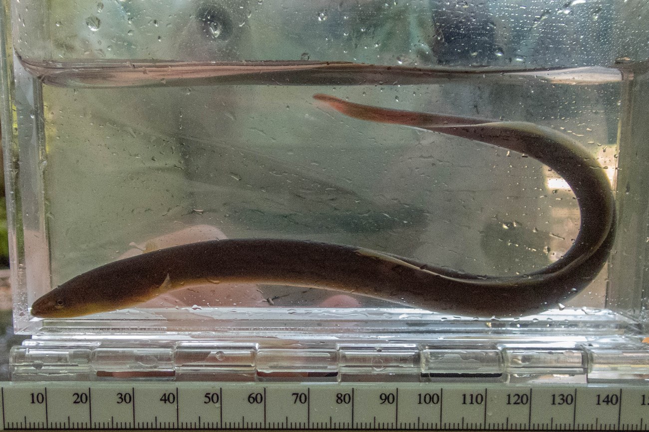 A long brown eel with its tail folded to fit in a small aquarium