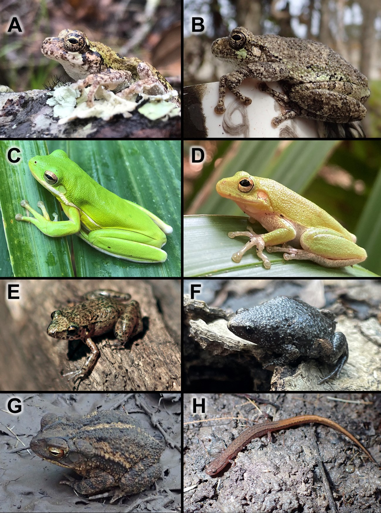 The eight most commonly detected amphibian species at Barataria Preserve photos of eight species of frogs, toads and a salamander