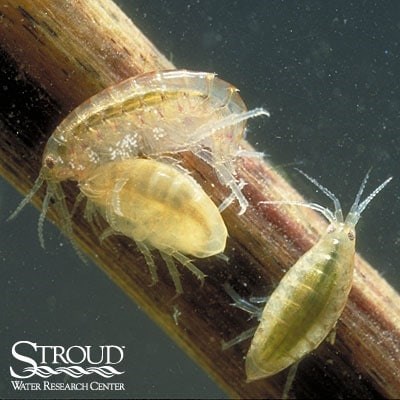 Three translucent tan aquatic insects sitting on a brown stem underwater