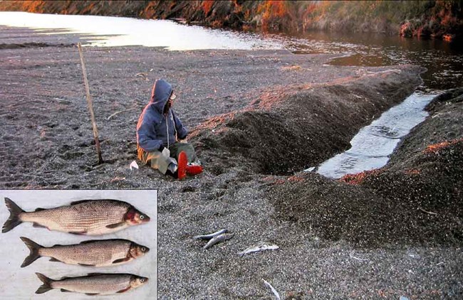 Energy Condition of Subsistence-harvested Fishes in Arctic Coastal
