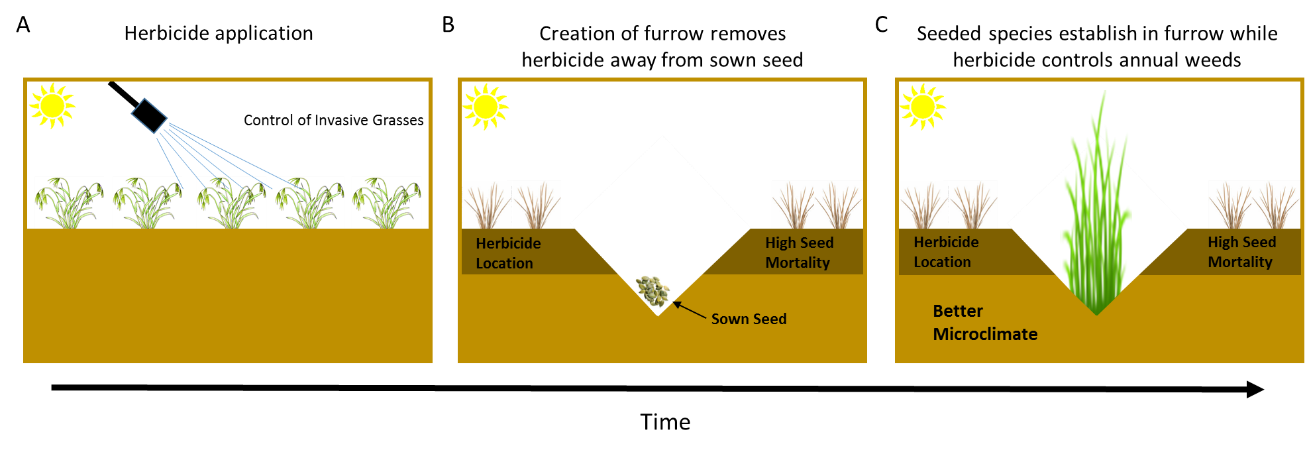 Illustration of a proposed technique to remove invasive annual grasses and seed desired species at the same time