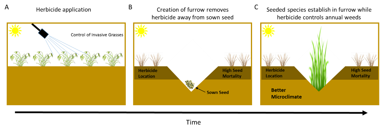 annual grasses Illustration of a proposed technique to remove invasive annual grasses and seed desired species at the same time