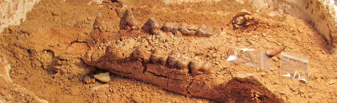 two rows of sharp teeth emerge from loose brown gravel.