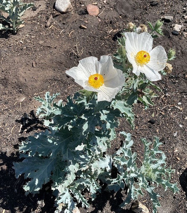 white prickly poppy