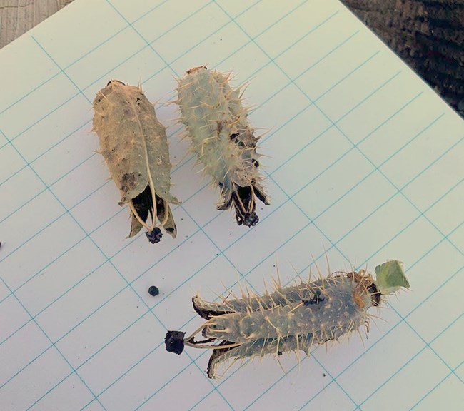 armupod armupod