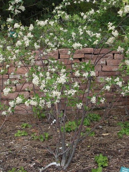 Chokeberry A shrub with white flower clusters and green leaves in front of a low brick wall