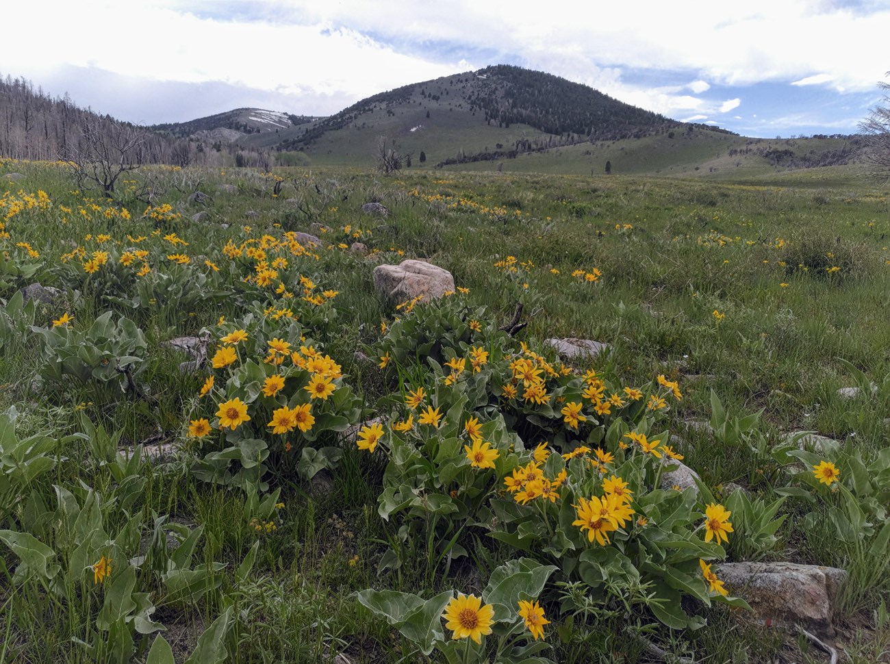 Arrowleaf balsamroot flourishes post-fire in the Strawberry Creek area.