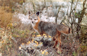 CHIS Island Fox in the Wild