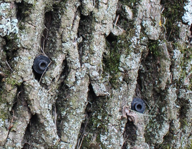 two black, circle plastic plugs on tree trunk.