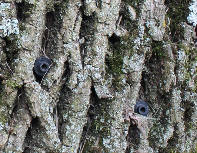 A healthy ash tree with treatment plugs. two black, circle plastic plugs on tree trunk.