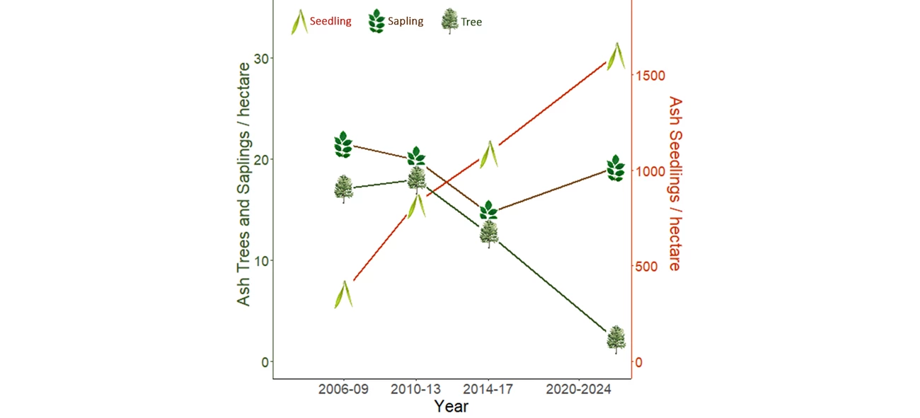Ash seedling, sapling, and tree density Line graph showing density per hectare of ash seedlings, saplings, and trees for four monitoring cycles between 2006 and 2024.