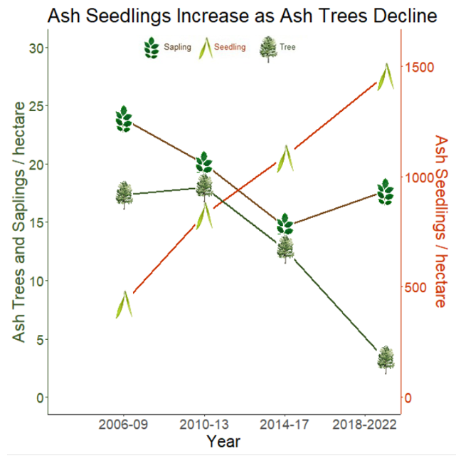 Line graph of trends of ash trees, saplings, and seedlings.