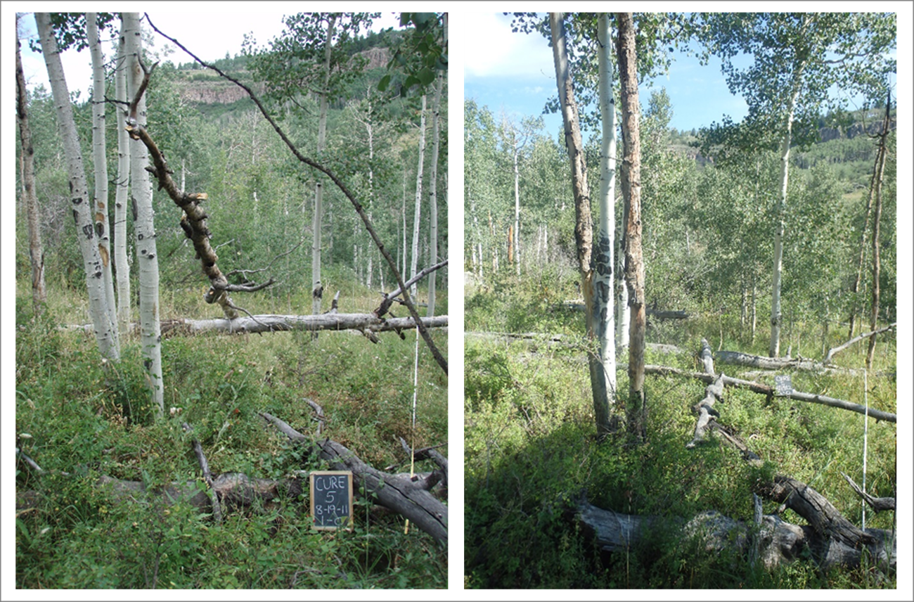 2011 and 2022 photo comparison of healthy and dying aspen at CURE NRA A cluster of healthy white aspen in a 2011 photo and the same cluster of dying brown aspen in a 2022 photo.