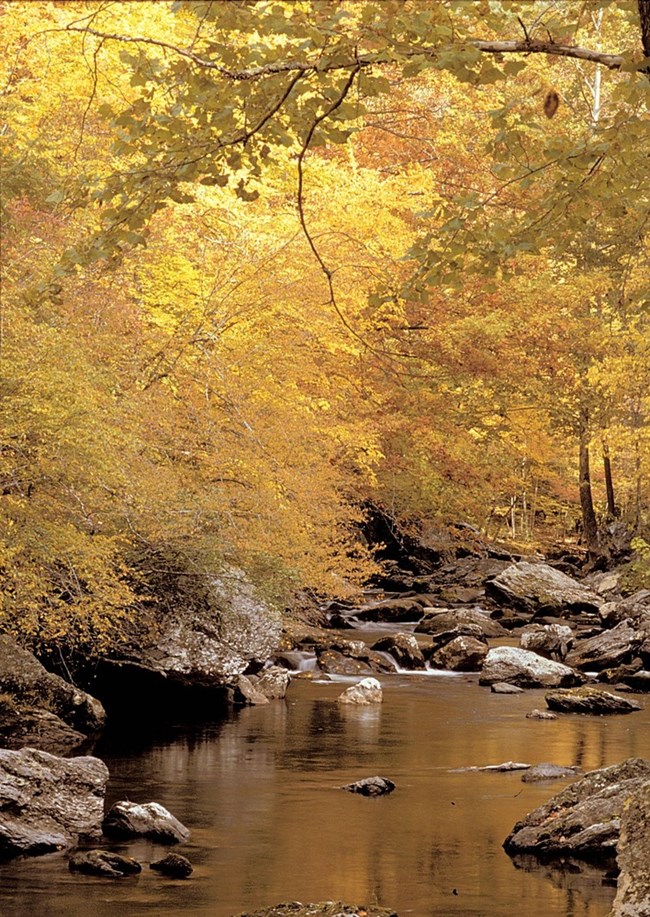 Autumn in Great Smoky NP Trees with golden leaves line a quiet stream.