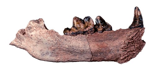 Cut-out photo of a fossil jaw with sharp, dog-like teeth