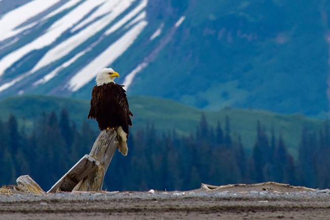 baldeagle_LACL_NPSKaraLewandowski_web A mature bald eagle perches on driftwood on the beach.