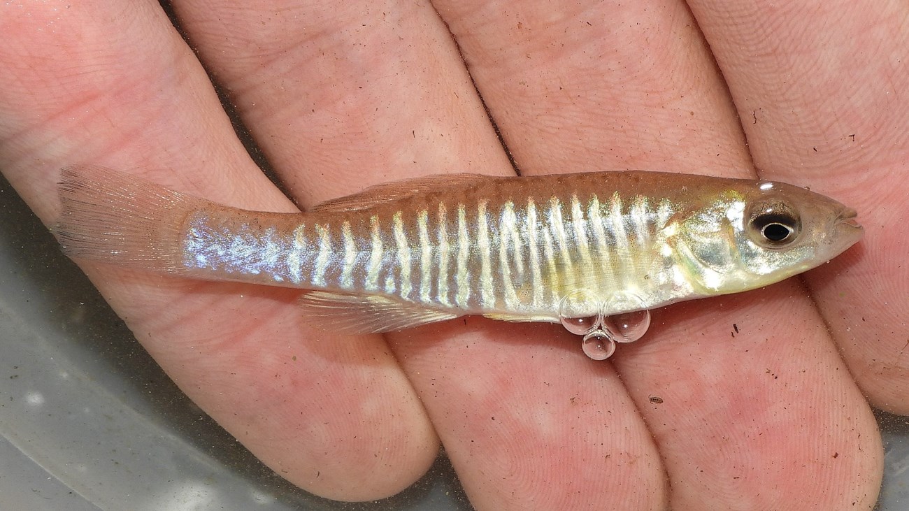 A small shimmery fish with short vertical white stripes on its side sits on a person’s fingers