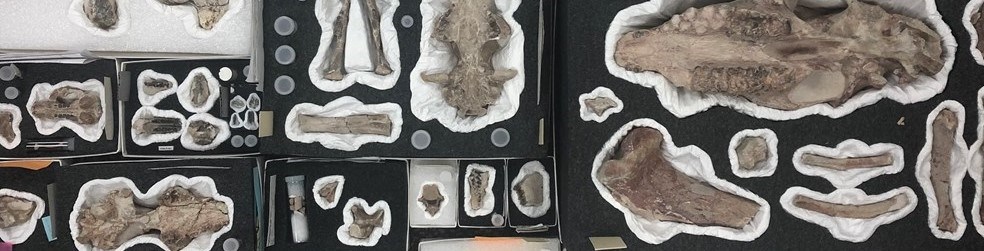 a series of fossils sit in styrofoam boxes.