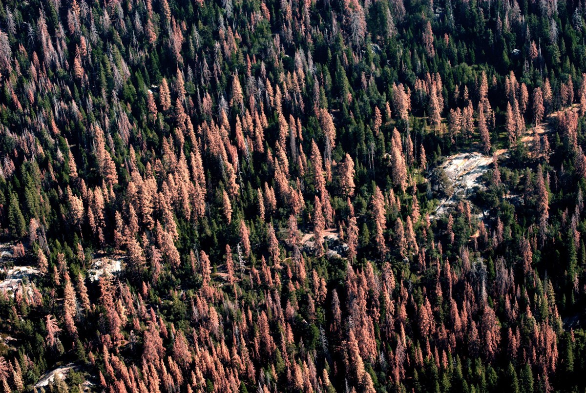 aerial view of a forest full of dead, brown spruce trees