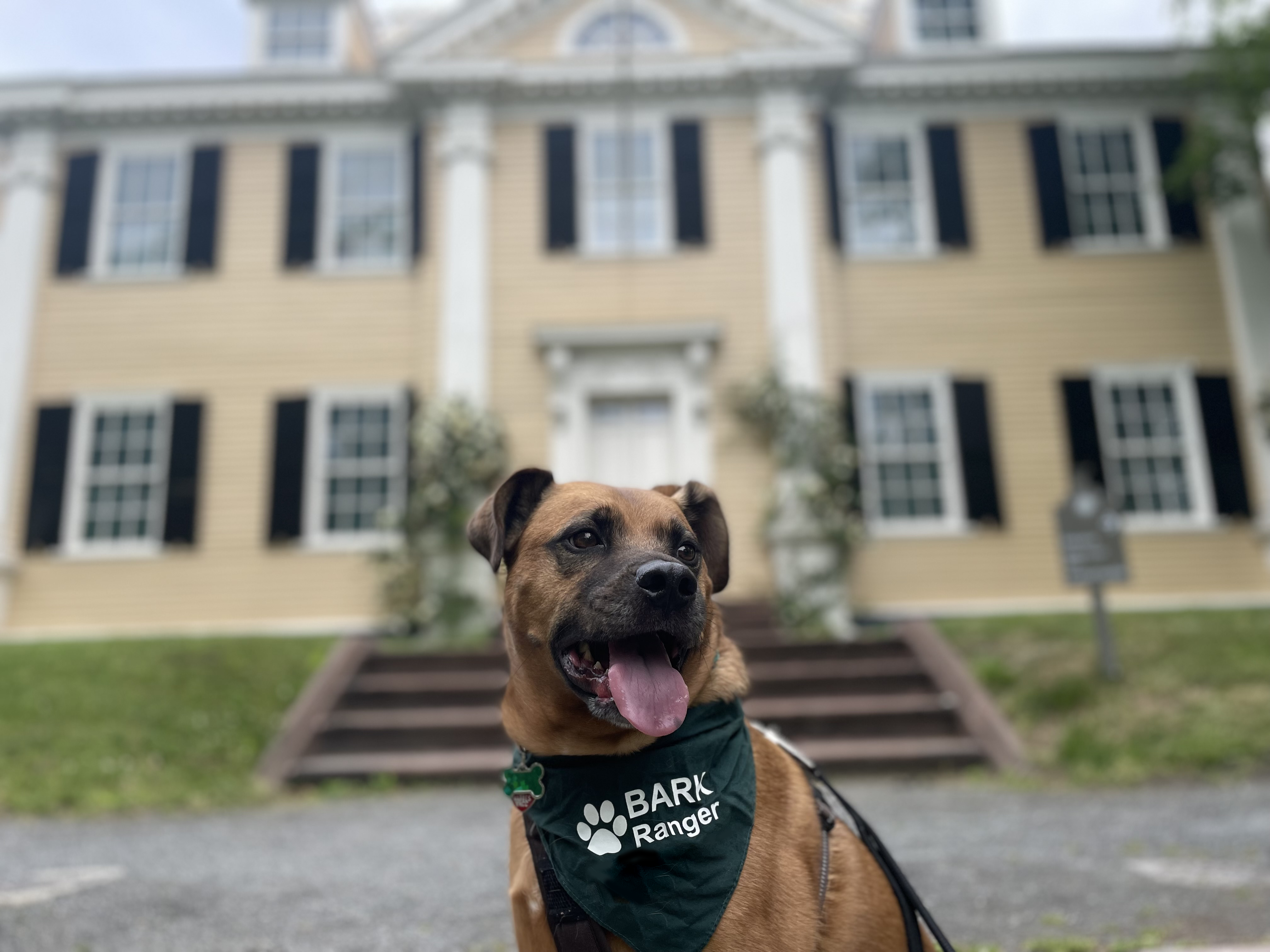 Dog wearing a BARK Ranger bandana in front of yellow house