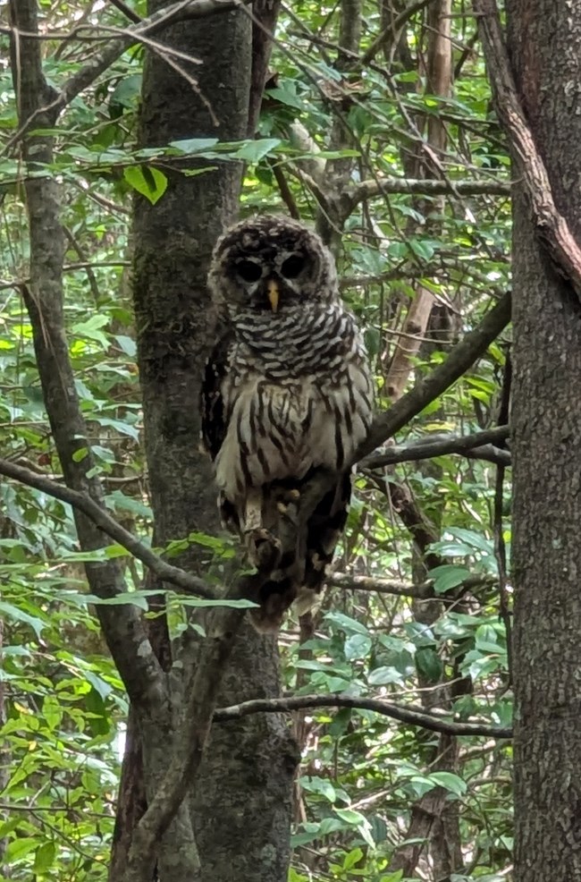 barred owl at CONG owl in a tree