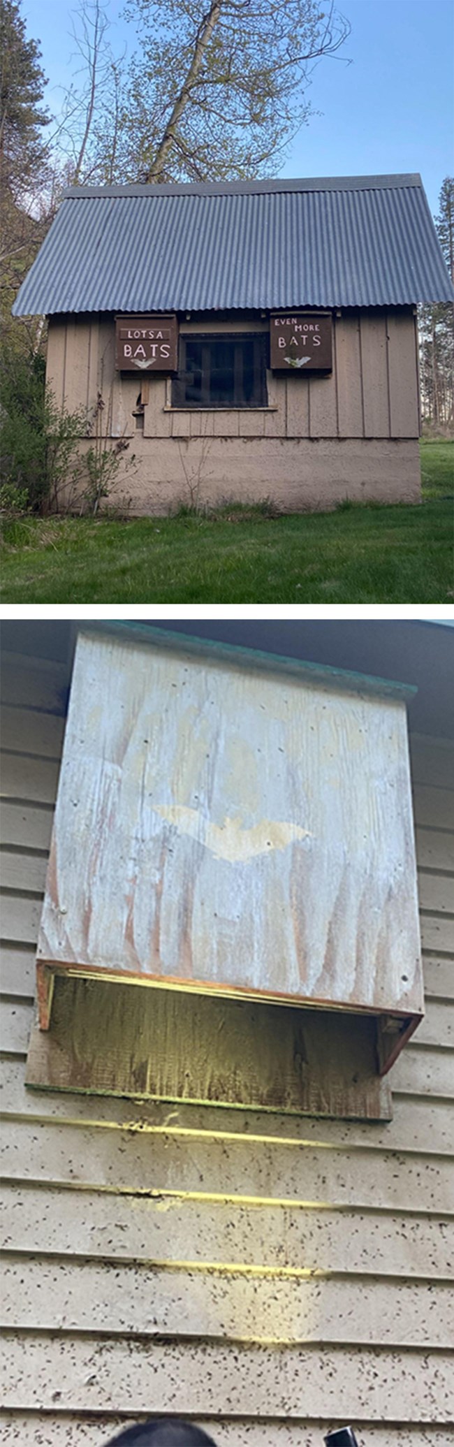 bat boxes Photo collage of house with two wooden, hollow boxes on the exterior and photo of flashlight beam shining into the bottom of one of the boxes.