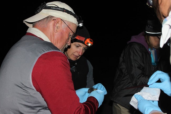 Four staff members looking at a bat during a bat capture.