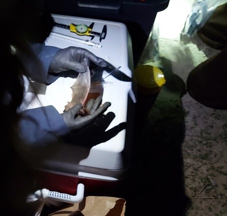 A bat wing 2 gloved hands hold open a small, translucent wing about 4 x 2 inches. It rests against a white cooler lid with several measurement tools.