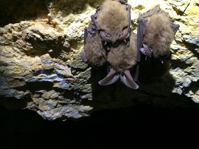 Four Townsend Big-Eared Bats in a cluster on a rock wall