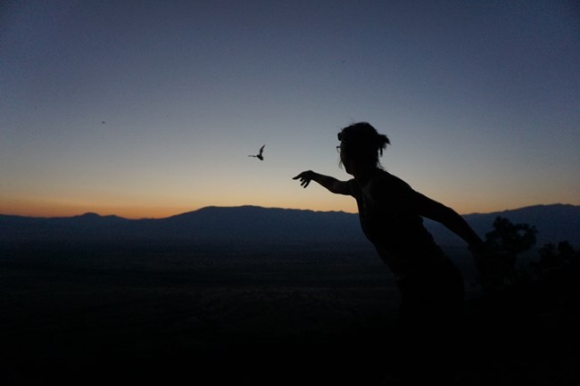 A researcher points out a flying bat during the end of the sunset.